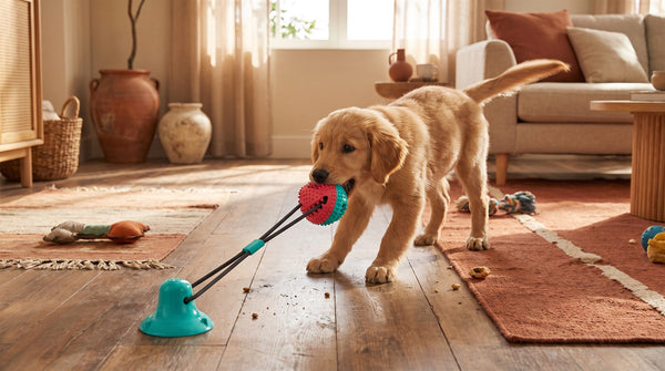 A golden retriever puppy pulling at a suction cup ball toy anchored to a wooden floor in a sunlit living room.